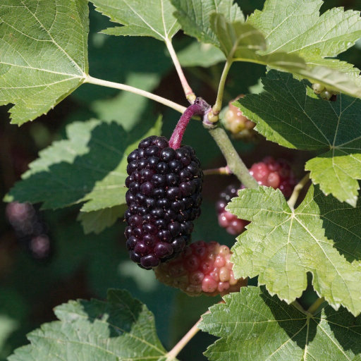 Mulberry (Morus alba and Morus nigra) - Antioxidant Berry for Blood Sugar Support