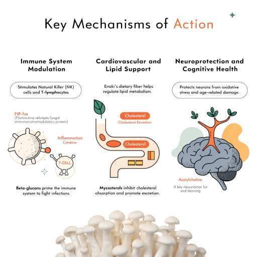 Immune System Modulation, Cardiovascular & Lipid Support / Neuroprotection & Cognitive Health