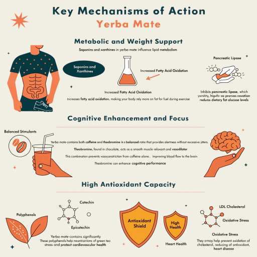 Metabolic & Weight Support, Cognitive Enhancement & Focus, High Antioxidant Capacity