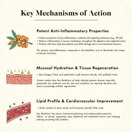 Anti-Inflammatory Properties, Mucosal Hydration & Tissue Regulation, Lipid Profile  & Cardiovascular Improvement