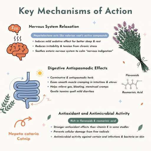 Anti-Microbiome Activity and Anti-Oxidant, Nervous System Relaxation and Digestive Antispasmodic Effects