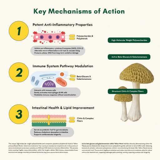 Potent Anti-Inflammatory Properties, Immune System Pathway Modulation, Intestinal Health & Lipid Improvement