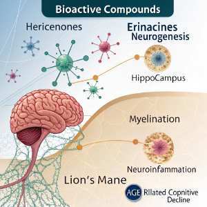 brain and naurons