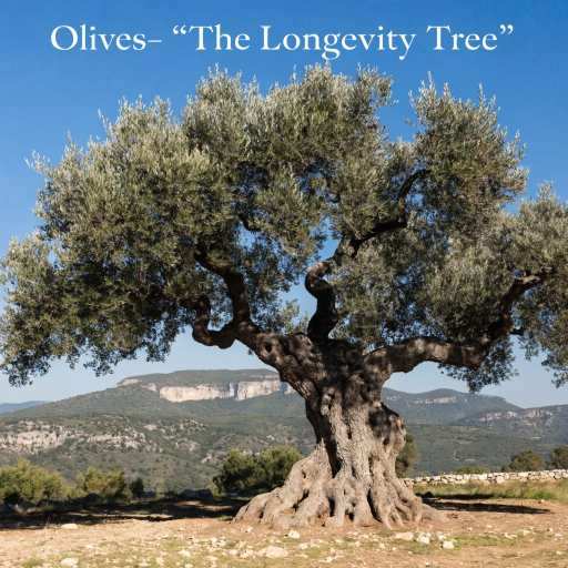 extra virgin olive oil, olive oil, olive tree