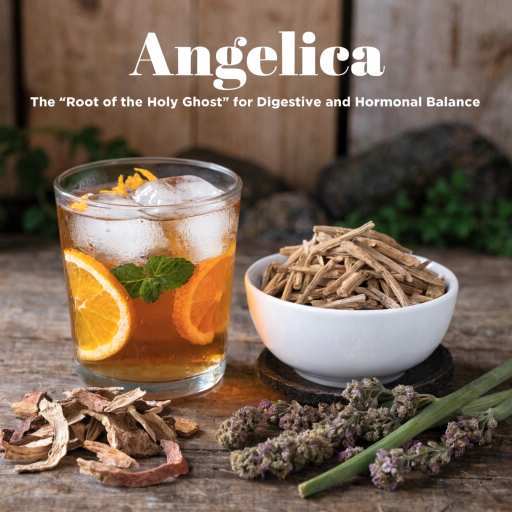Angelica Dried Root Tea, Liquid Tincture, Candied Stems and Essential Oil