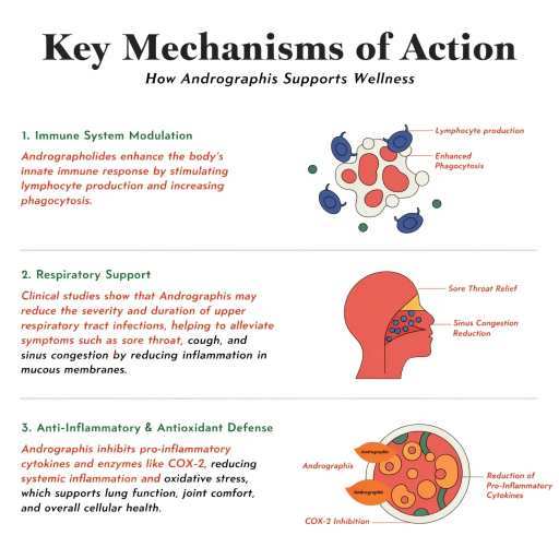 Immunity, Respiratory Support, Anti-inflammatory & Antioxidant effects