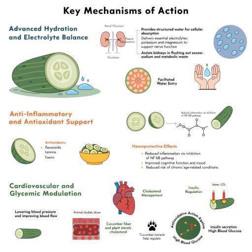 Advances Hydration & Electrolyte Balance, Anti-Inflammatory and Anti-Oxidant Properties, Cardiovascular & Glycemic Modulation