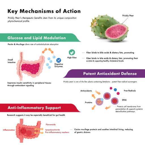 Glucose & Lipid Modulation, Potent Anti Oxidant and Anti Inflammatory support