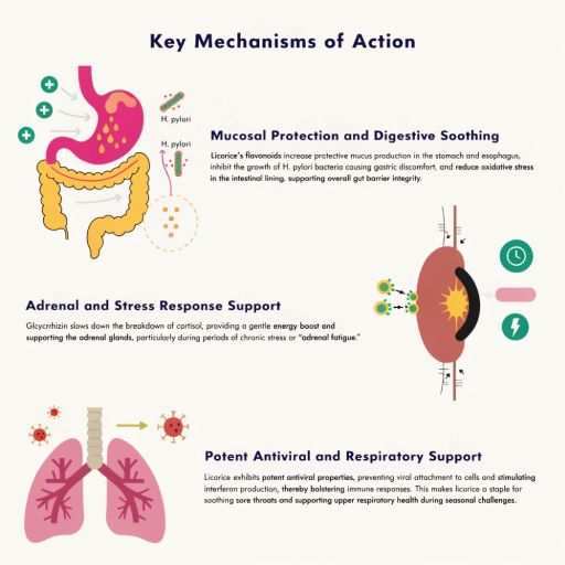 Microsal Protection, Digestive Soothing, Adrenal & Stress Response, Potent Anti Viral & Respiratory Support