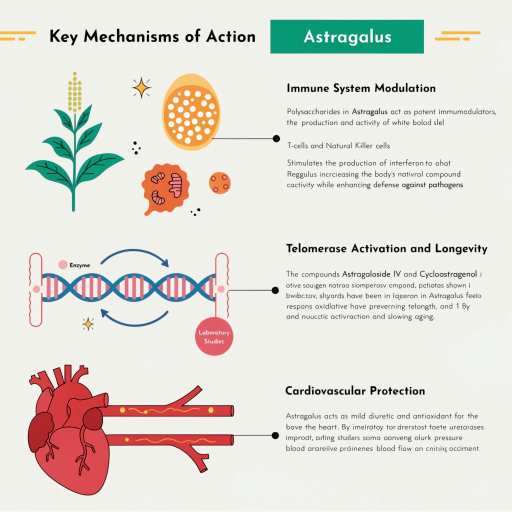 Immunity System, Cardiovascular Health, Longevity & Telomerase Antioxidant