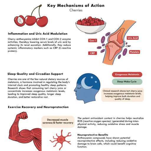 Inflammation & Uric Acid Modulation, Sleep Quality  & Circadian Support, Exercise Recovery & Neuroprotection