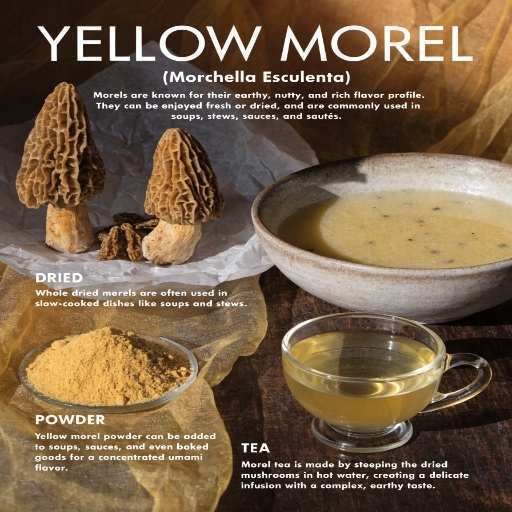 Dried Morel Mushrooms, Fresh Morel Mushrooms, Standardized Extracts, Decoction and Broth