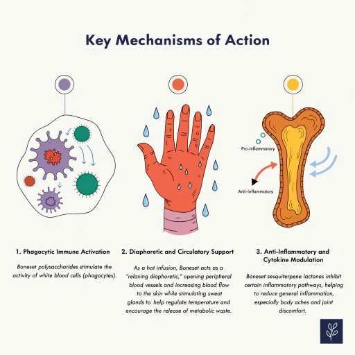 Phagocytic Immune Activation, Diaphoretic & Circulatory Support, Anti-Inflammatory & Cytokine Modulation