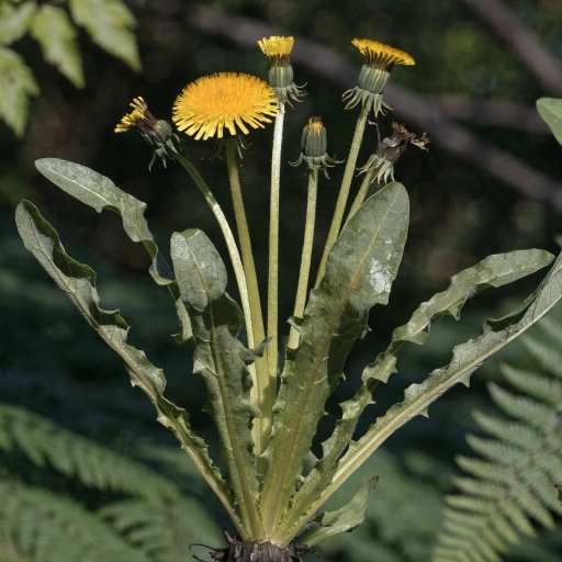 fresh leaves, flower and extract
