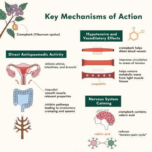Direct Antispasmodic Activity, Hypotensive & Vasodilatory effects, Nervous System Calming