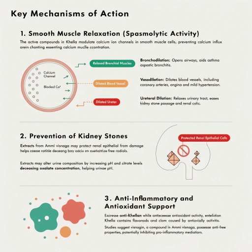 Smooth Muscle Relaxation, Prevention of Kidney Stones, Anti-Inflammatory and Anti-Oxidant Support