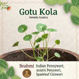 gotu kola plant in pot
