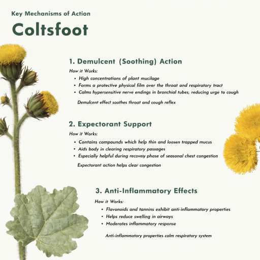 Demulcent (Soothing Action), Expectorant Support and Anti-Inflammatory Effect