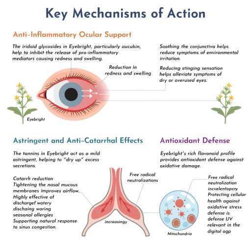 Anti-Inflammatory Ocular Support, Astringent & Anti-Catarrhal Effect, Anti-Oxidant Defense