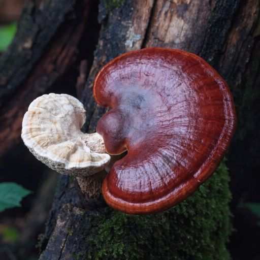 tea, capsules, extracts and tincures