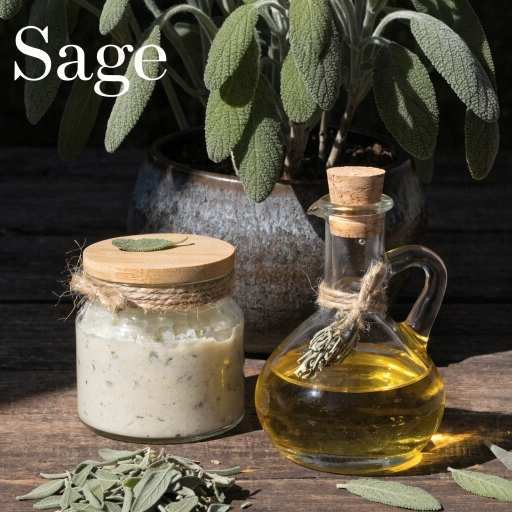 dry/fresh leaves, extract, oil and tea