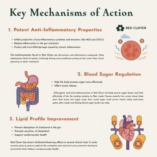 Potent Inflammatory Properties, Blood Sugar Regulation, Lipid Profile Improvement