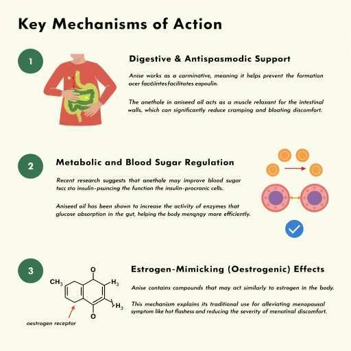 Metabolic & Blood Sugar Regulation, Digestive & Antispasmodic Support, Estrogen & Mimicking Effects