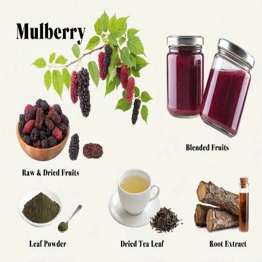 Fresh Berries, White Mulberry Leaf Powder, Dried Leaf Tea, Root Bark Extracts