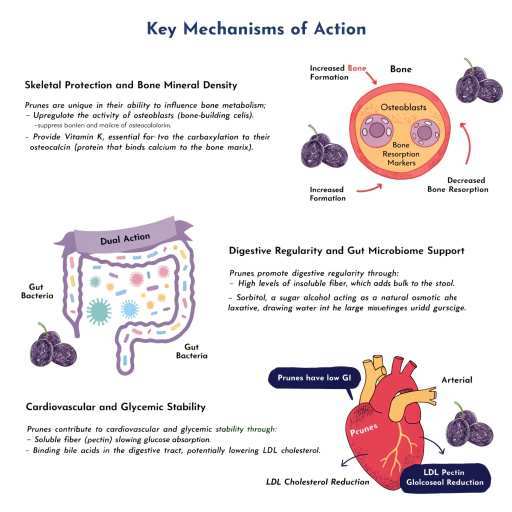 skeletal protection, bone regularity, cardiovascular, glycemic and gut microbiome