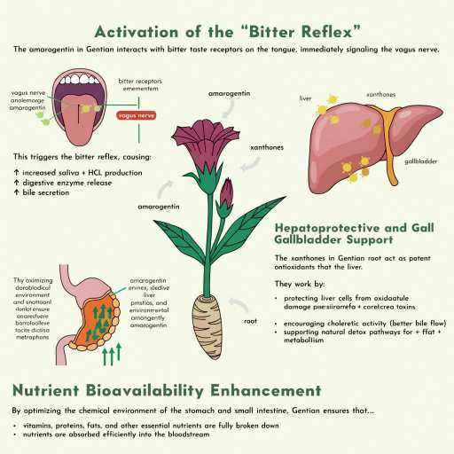 Activation of the "Bitter Reflex", Hepatoprotective & Gallbladder support, Nutrient Bioavailability Enhancement