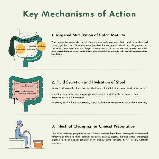 Fluid Secretion Hydration of Stool, Intestinal Cleansing for Clinical Preparation, Targeted Stimulation of Colon Motility