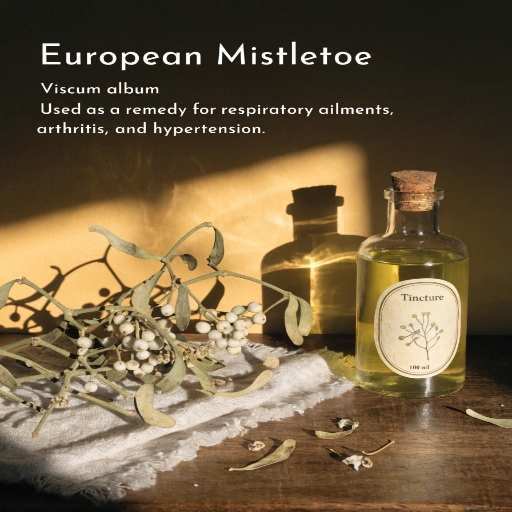 Homepathic Preparations, Hydro-Ethanol Tinctures, Dried Leaf & Twigs Infusion, Standardized Aqueros Extracts