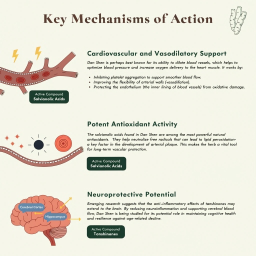 Cardiovascular & Vacillatory Support, Potent Anti-Oxidant Activity, Neuroprotective Potential 