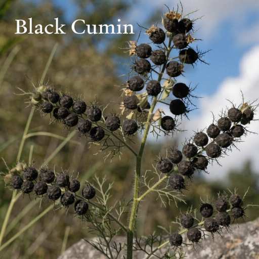 cumin seeds