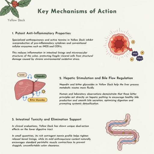 Potent Anti-Inflammatory Properties, Hepatic Stimulation & Bile Flow Regulation, Intestinal Tonicity & Elimination Support