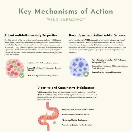 Potent Anti-Inflammatory Properties, Digestive & Carminative Stabilization, Broad Spectrum Antimicrobial Defense