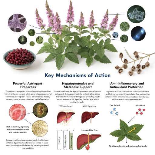 Astringent, Hepatoprotective & Metabolic Support/Anti-Inflammatory Support & Anti Oxidant Support