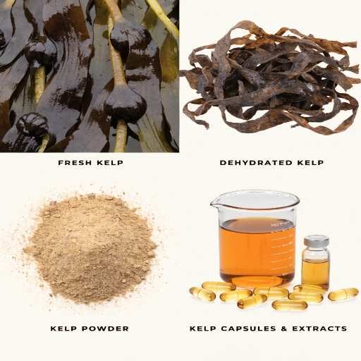 Fresh or Rehydrated Kelp, Dried Kelp Powder /Granules, Standardized Capsules, Liquid Extracrs