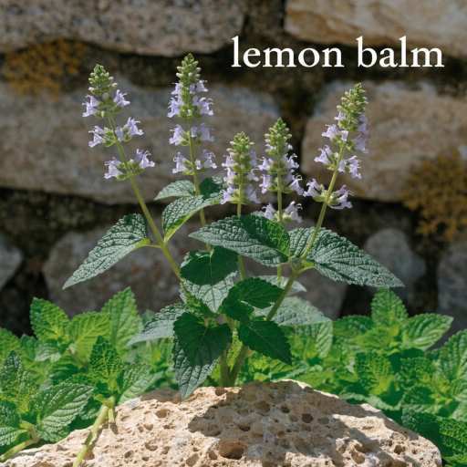 dried leaves, extracts, balms, tinctures, tea