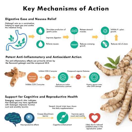 Digestive Ease & Nausea, Potent Anti-Inflammatory & Anti-Oxidant Action, Support for Cognitive & Reproduction Health