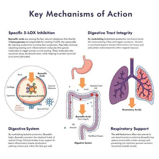 Digestive Tract, Respiratory Support & Specific 5-Lox Inhibition