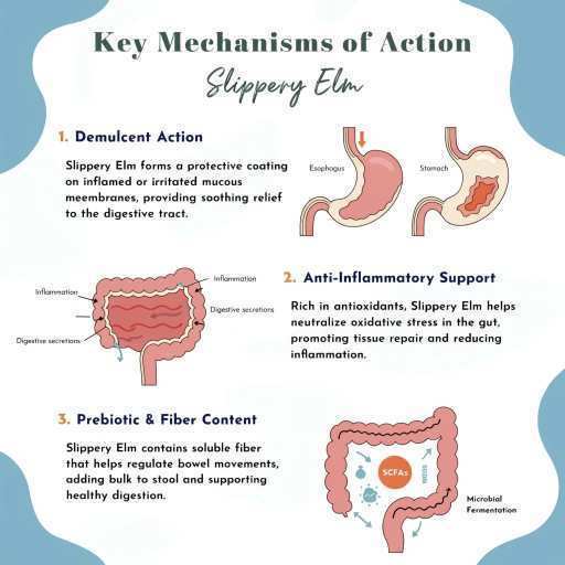 Mucosal Protection, Anti-Inflammatory Support , Prebiotic & Fiber Support