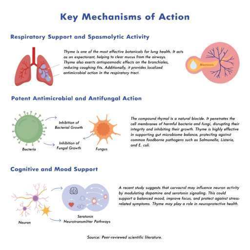 respiratory support, spasmolytic activity, potent antimicrobial and antifungal action, cognitive support and mood support