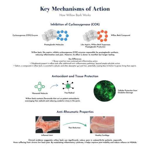 Potent Anti-Inflammatory Protection, Balance Pain Pathway Modulation, Antioxidant Defense & Free Radical Synergy
