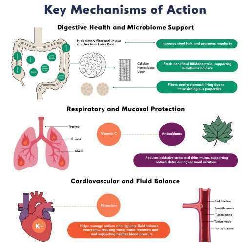digestion health, microbial support, respiratory and mucosal protection, cardiovascular and fluid balance