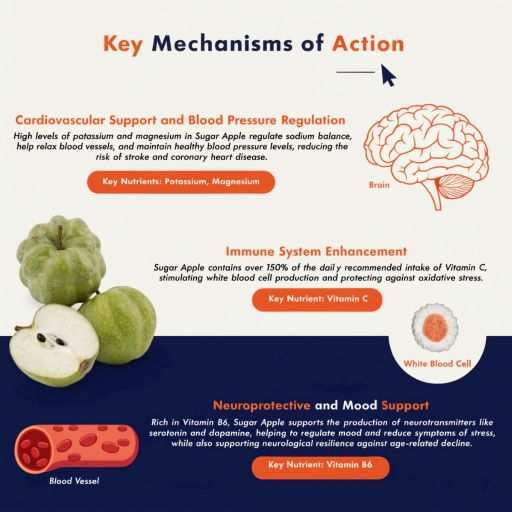 cardiovascular, immune and mood support