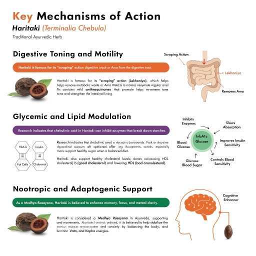 Digestive Toning & Motility, Glycemic & Lipid Modulation, Nootropic & Adaptogenic Support