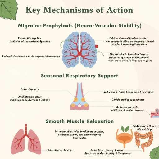Migraine , Smooth Muscle Relaxation, Seasonal Respiratory Support