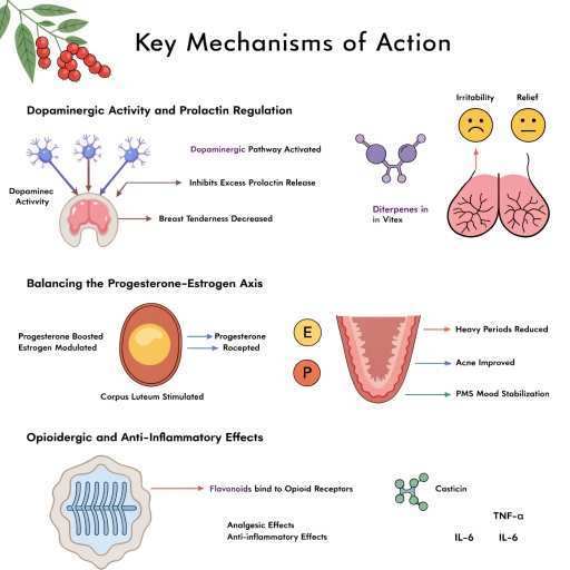 Opioidergic & Anti-Inflammatory Effects, Dopaminergic Activity & Prolactin Regulation, Balance of Progesterone - Estrogen Ratio