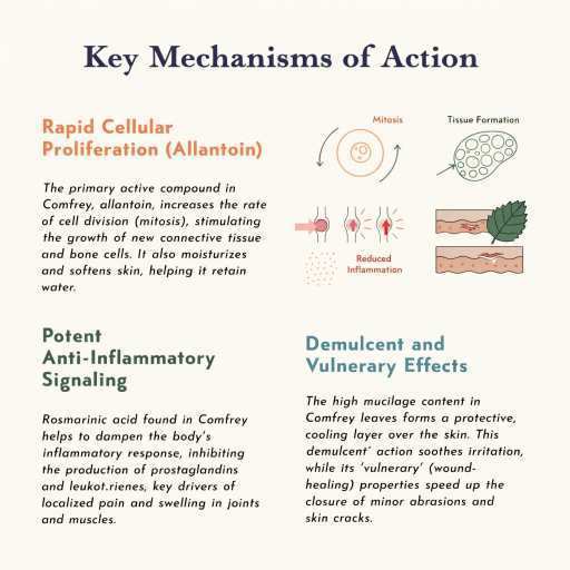 Cellular Health, Anti-Inflammatory, Demulcent & Vulnerary Effects